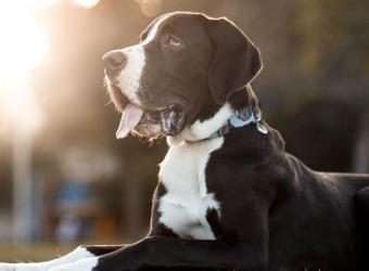 How Laparoscopic Gastropexy Prevents Bloat: What Every Dog Owner Should Know