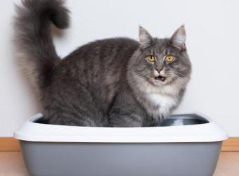 Causes and Cures for Cat Constipation